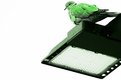 Perched Collared Dove Atop Light Pole (Green Tone Photo)