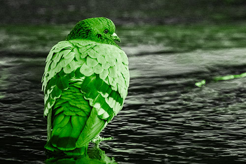 Pigeon Glancing Backwards Among River Water (Green Tone)