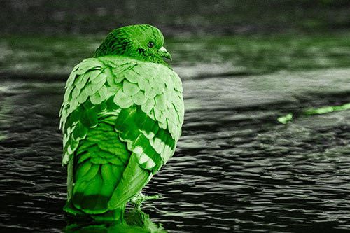 Pigeon Glancing Backwards Among River Water (Green Tone Photo)