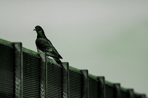 Pigeon Standing Atop Steel Guardrail (Green Tone Photo)