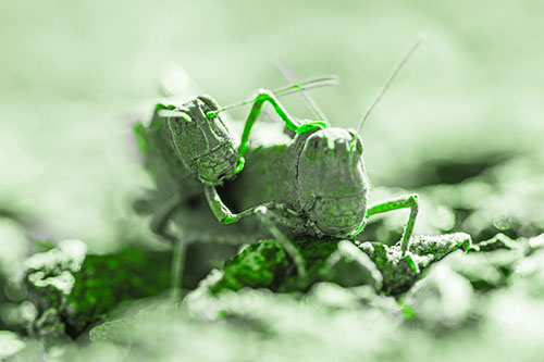 Piggybacking Grasshopper Goes For Ride (Green Tone Photo)