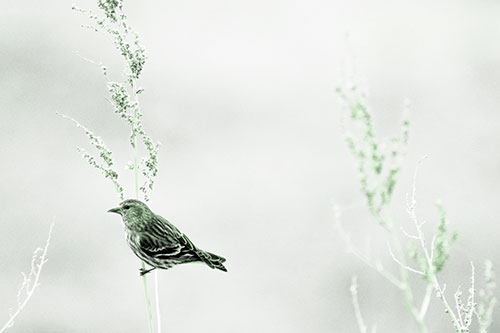 Pine Siskin Finch Bird Clinging Vertically Onto Plant (Green Tone Photo)