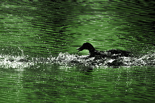 Playful Mallard Duck Gets Splashed Among Lake Horizon (Green Tone)