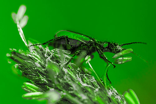 Pollen Covered Scarlet Malachite Beetle Hugging Flower Stem (Green Tone)