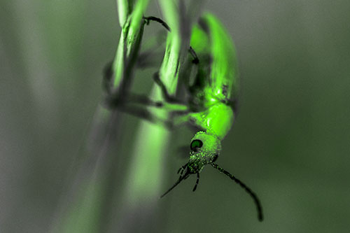 Pollen Faced Blister Beetle Hangs Onto Plant Stem (Green Tone)