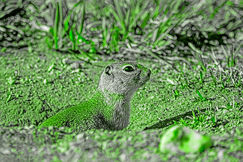 Prairie Dog Emerges From Dirt Tunnel (Green Tone Photo)