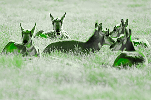 Pronghorn Herd Rest Among Grass (Green Tone Photo)