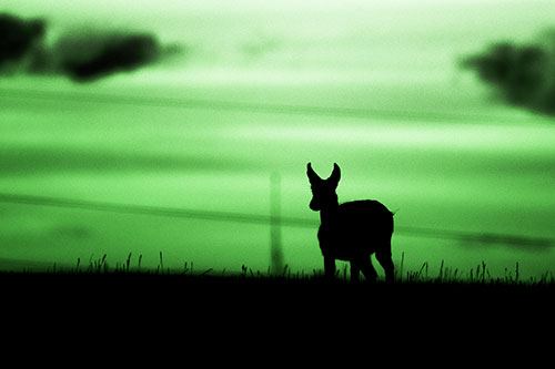 Pronghorn Silhouette Watches Sunset Atop Grassy Hill (Green Tone Photo)