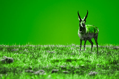 Pronghorn Standing Along Grassy Horizon (Green Tone Photo)