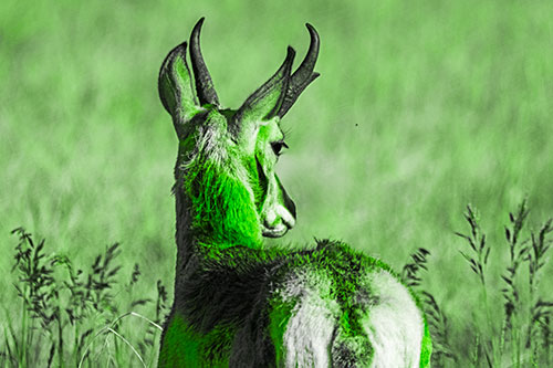 Pronghorn Watching Annoying Fly Buzzing Around (Green Tone)
