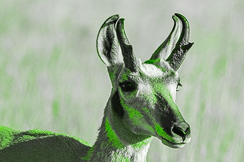 Pronghorn Watching Surroundings Among Sunlight (Green Tone)