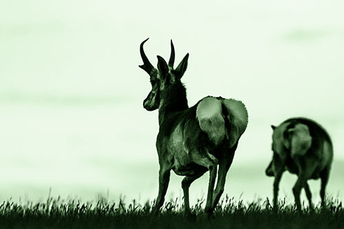 Pronghorns Begin Sprinting Towards Herd (Green Tone Photo)