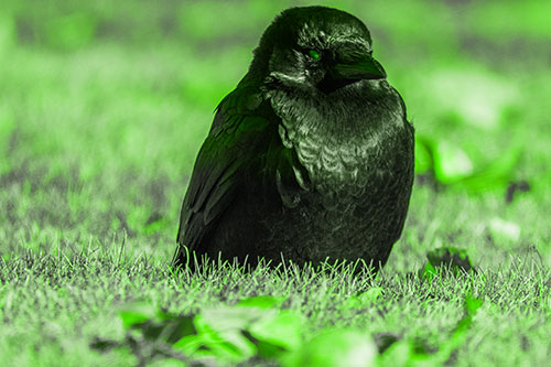 Puffy Crow Standing Guard Among Leaf Covered Grass (Green Tone Photo)