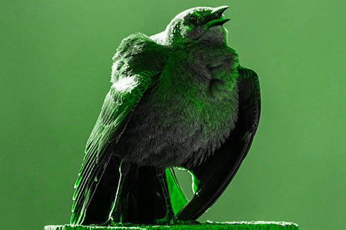 Puffy Female Grackle Croaking Atop Wooden Fence Post (Green Tone Photo)