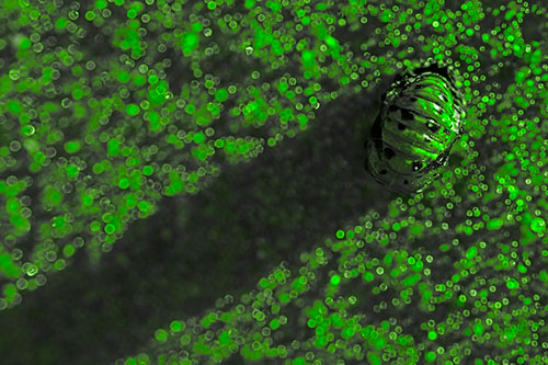 Pupa Convergent Lady Beetle Casts Shadow Among Sparkles (Green Tone)