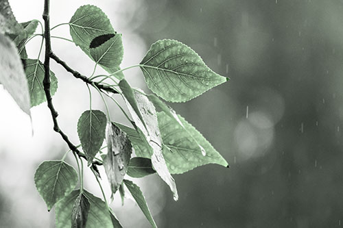 Rain Falling On Tree Leaves (Green Tone Photo)