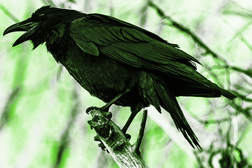 Raven Croaking Among Tree Branches (Green Tone Photo)