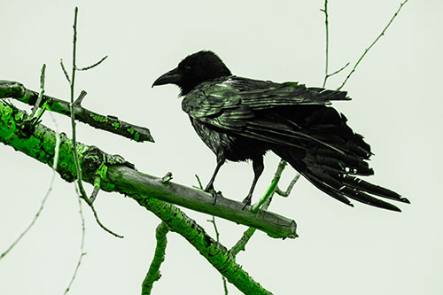 Raven Grips Onto Broken Tree Branch (Green Tone)