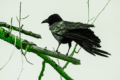 Raven Grips Onto Broken Tree Branch (Green Tone Photo)