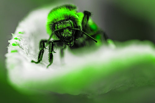 Red Belted Bumble Bee Crawling Flower Petal Edge (Green Tone)