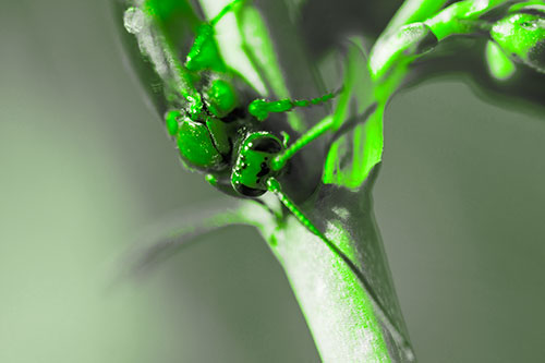 Red Wasp Crawling Down Flower Stem (Green Tone Photo)