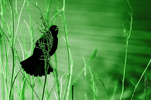 Red Winged Blackbird Chirping From Plant Top (Green Tone Photo)