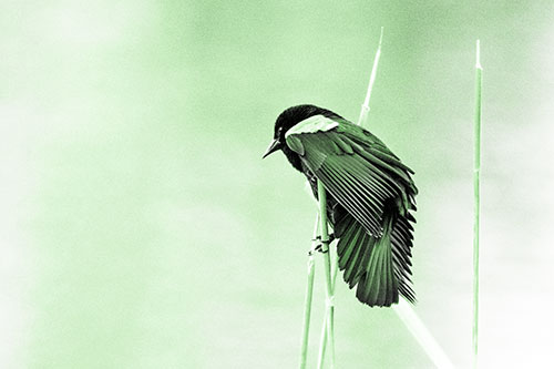 Red Winged Blackbird Clasping Onto Sticks (Green Tone Photo)