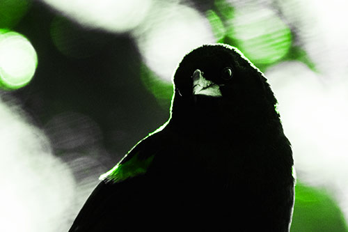 Red Winged Blackbird Tilting Head Among Sunlight (Green Tone)