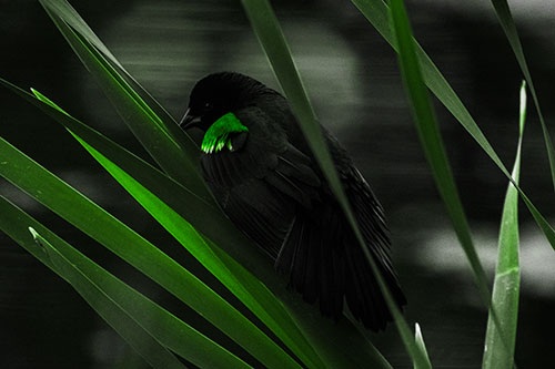 Red Winged Blackbird Watching Atop Water Reed Grass (Green Tone Photo)