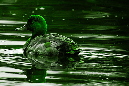 Redhead Duck Floating Atop Lake Water (Green Tone Photo)