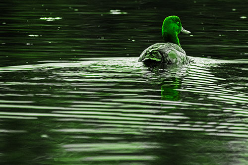Redhead Duck Swimming Across Water (Green Tone Photo)