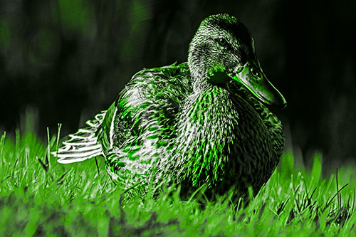 Rested Mallard Duck Rises To Feet (Green Tone Photo)