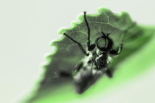 Resting March Fly Seeks Shade Beneath Leaf Petal (Green Tone)