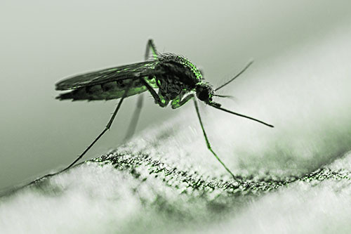 Resting Mosquito Awaits Warmth Among Sunlight (Green Tone)