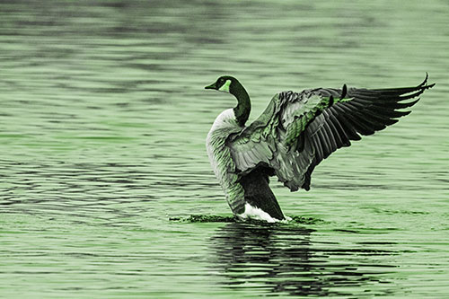 Rising Canadian Goose Spreading Wings Among Lake Top (Green Tone)