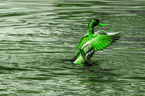 Rising Mallard Duck Flapping Wings Among Rippling Water (Green Tone)