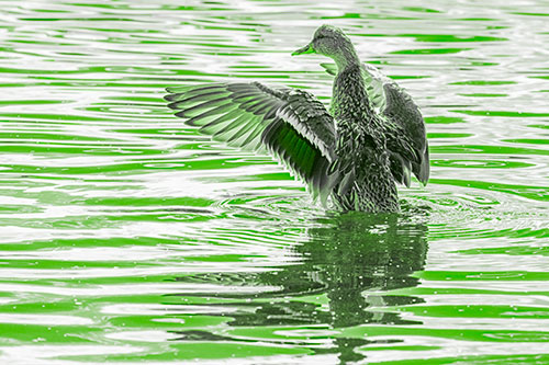 Rising Mallard Duck Flaps Wings Atop Lake (Green Tone)