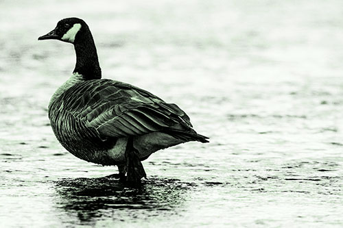 River Walking Canadian Goose (Green Tone Photo)