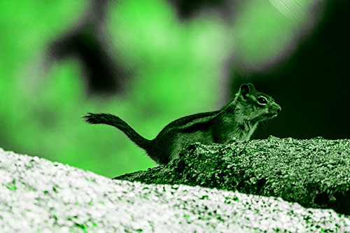 Rock Climbing Squirrel Reaches Shaded Area (Green Tone Photo)