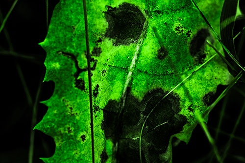 Rot Screaming Leaf Face Among Grass Blades (Green Tone Photo)