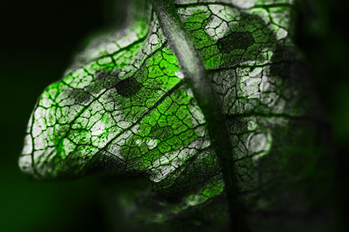 Rotting Veined Leaf Stem Face (Green Tone Photo)