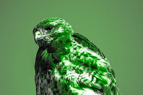 Rough Legged Hawk Keeping An Eye Out (Green Tone Photo)