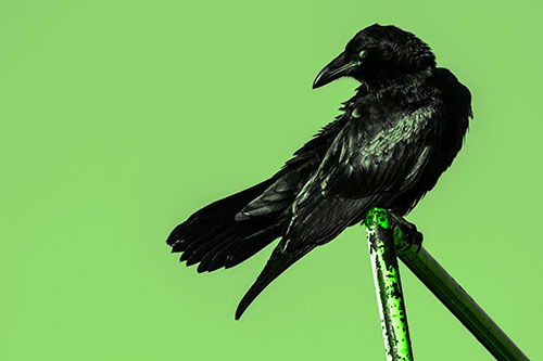 Rusted Rail Raven Keeping Watch (Green Tone)