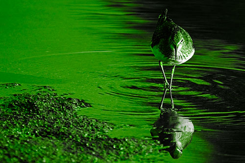 Sandpiper Watching Water Rippling Among Shoreline (Green Tone)