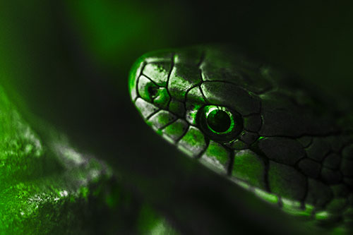 Scared Garter Snake Makes Appearance (Green Tone Photo)