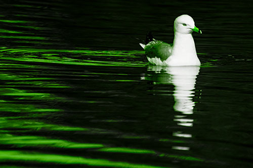 Seagull Floating Among Illuminated Rippling Water (Green Tone)