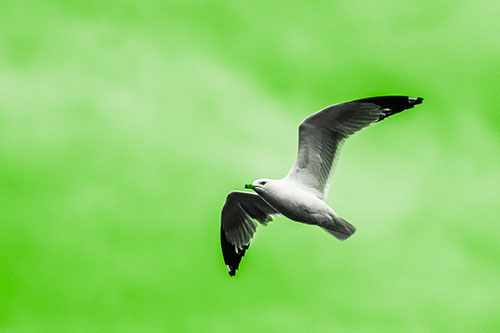 Seagull Flying Among Cloudy Overcast Sky (Green Tone)