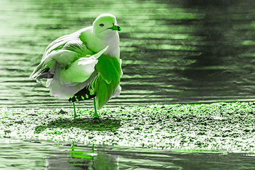 Seagull Grooming Itself Among Lake Shore (Green Tone)
