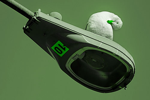 Seagull Grooming Self Atop Street Light Pole (Green Tone)