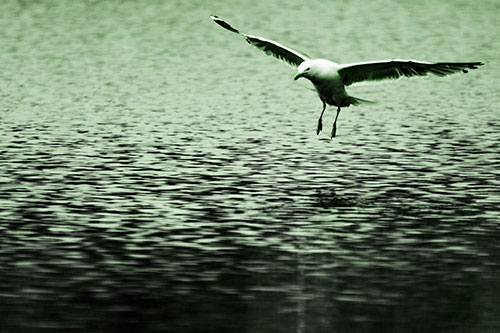 Seagull Landing On Lake Water (Green Tone Photo)
